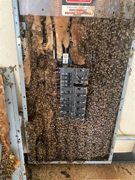 bees in electrical box|bee collector near me.